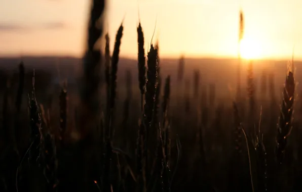 Пшеница, поле, небо, солнце, макро, закат, природа, фон