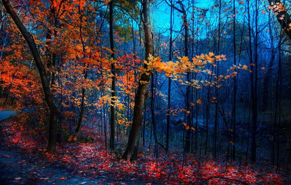 Road, autumn, foliage