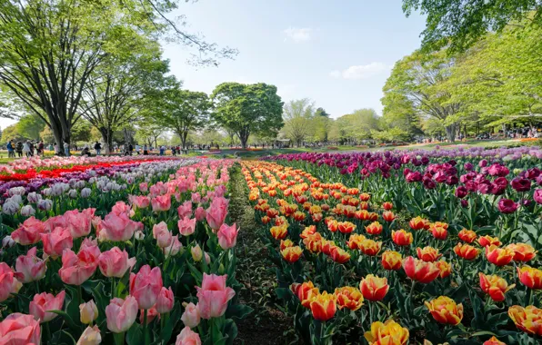 Деревья, цветы, парк, Япония, Токио, тюльпаны, Tokyo, Japan