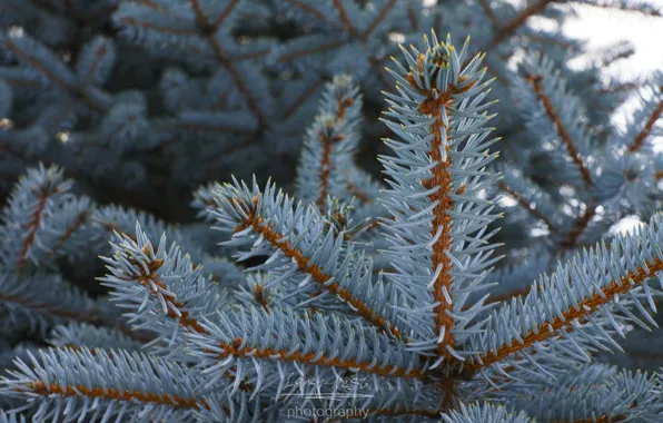 Forest, sky, trees, nature, blue, macro, tree, sun