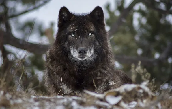Nature, face, animal, wolf, wildlife, head, fur, mammal