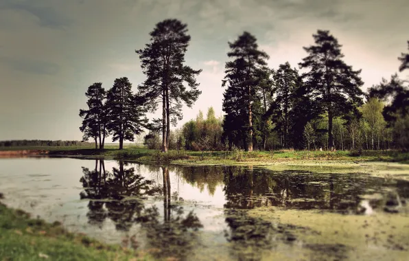 Вода, деревья, болото, тина, сосны