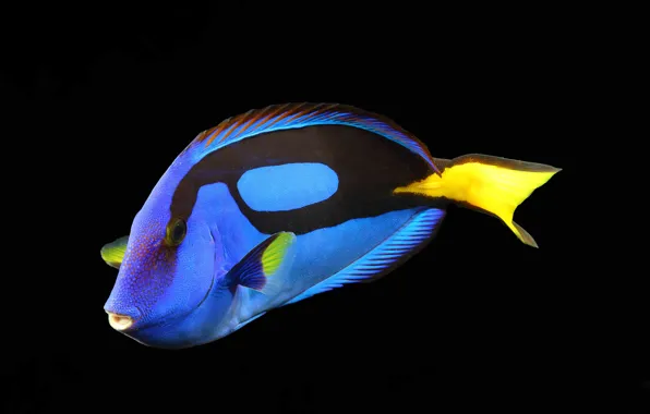 Рыба, fish, aquarium fish, аквариумная рыбка, Blue surgeonfish, Голубая рыба-хирург