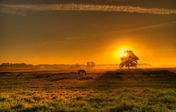 Картинка поле, закат, конь