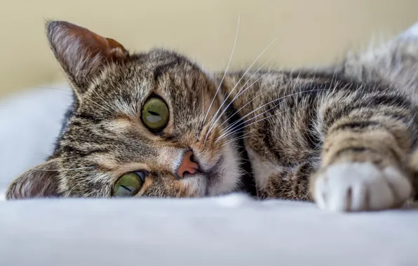 Картинка кошка, кот, взгляд, котенок, отдых, полосатый