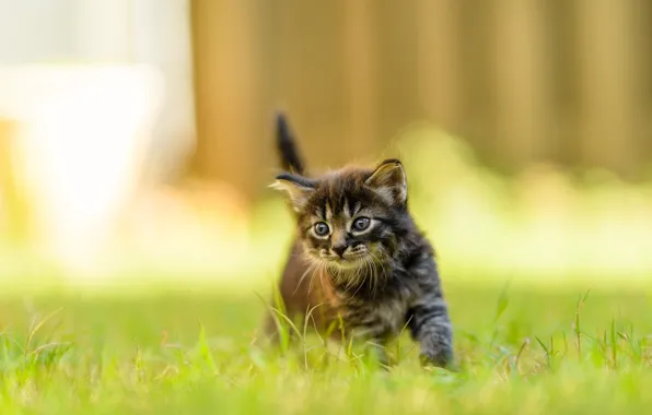 Кошка, лето, трава, взгляд, свет, природа, поза, котенок