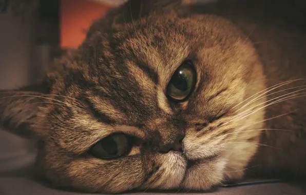 Кошка, кот, взгляд, морда, крупный план, лежит
