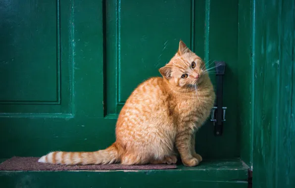 Кошка, кот, взгляд, поза, доски, дверь, рыжий, коврик