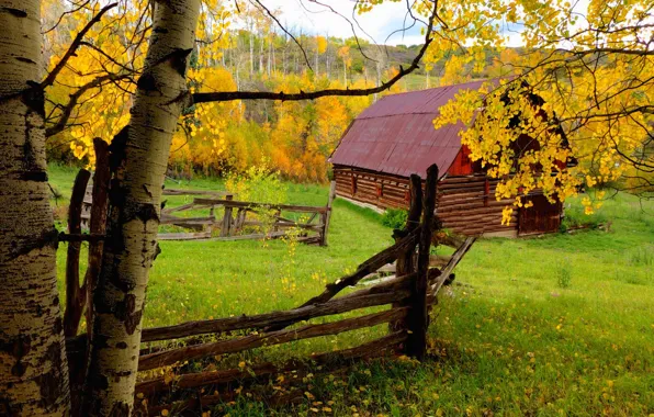 Картинка дорога, осень, лес, листья, деревья, природа, дом, colors