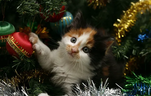 Картинка кошка, кот, котенок, праздник, елка, новый год, new year, мишура