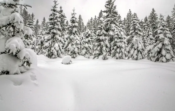 Картинка зима, лес, снег, ель, сугробы