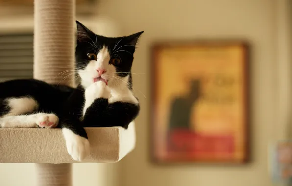 Картинка кошка, дом, черно-белая, умывание