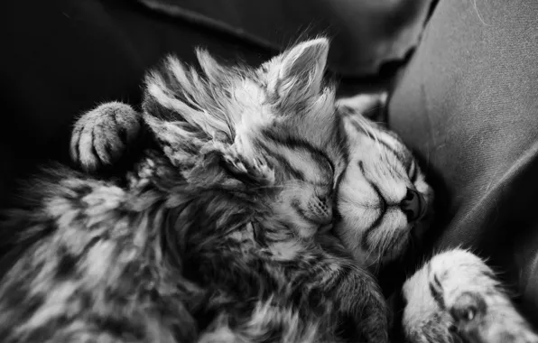 Картинка сон, котята, черно-белое, мех, спят, монохромное