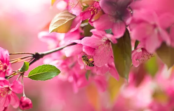 Картинка макро, вишня, пчела, ветка, сакура, цветение, цветки