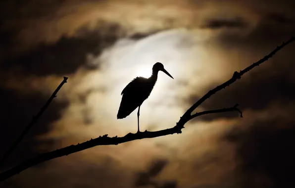 Картинка ночь, птица, ветка