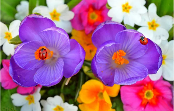 Цветочки, Flowers, Крокусы, Crocuses, Purple flowers