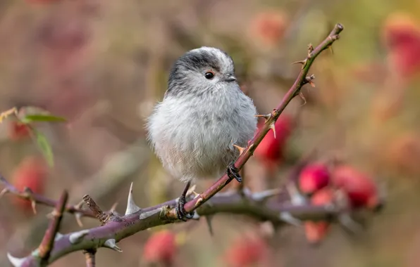 Картинка деревья, ветки, птица, птичка