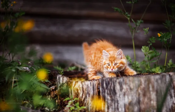 В деревне, на пне, рыжий котенок