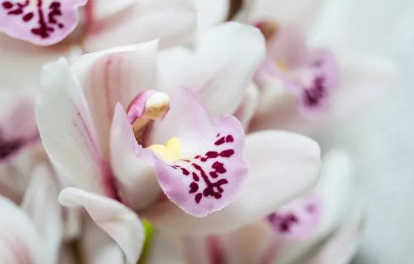 Картинка цветы, лепестки, белые, орхидеи