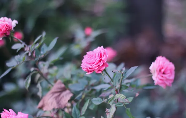 Цветы, розы, лепестки, кусты