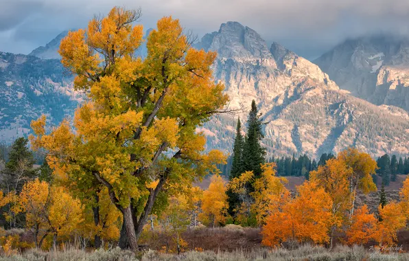 Осень, деревья, горы, США, штат Вайоминг, национальный парк Гранд-Титон