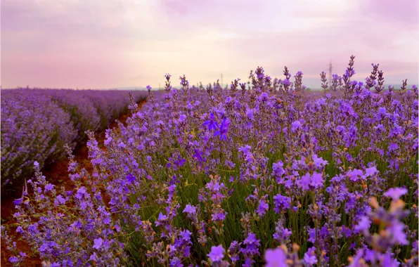 Картинка Лаванда, Lavender, Field, Лавандовое поле