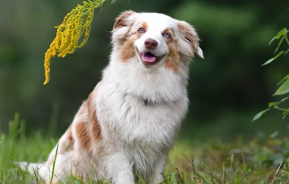 Картинка улыбка, собака, Миниатюрная австралийская овчарка