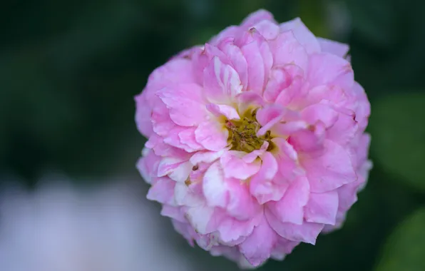 Листья, роза, лепестки, бутон, rose, цветение, leaves, petals