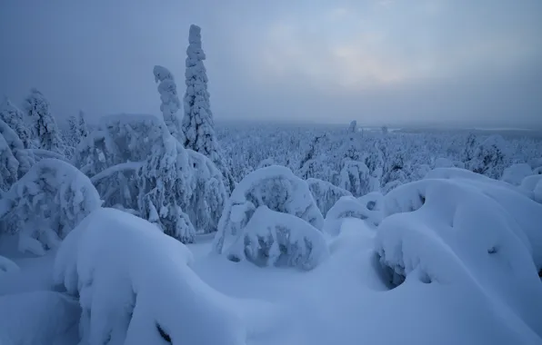 Зима, лес, снег, деревья, Рука, сугробы, Финляндия, Finland