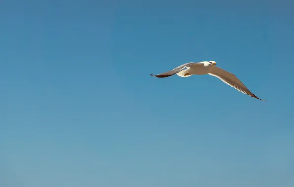 Sky, flying, blue, seagull