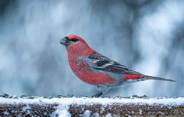Зимние пейзажи с птицами (41 фото)