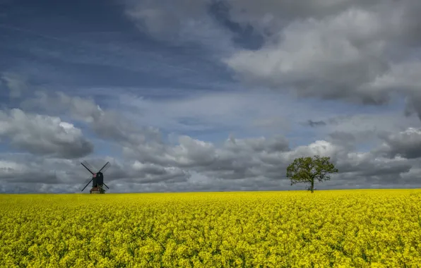 Картинка поле, цветы, дерево, Англия, рапс, ветряная мельница, Стивингтон, Бедфоршир