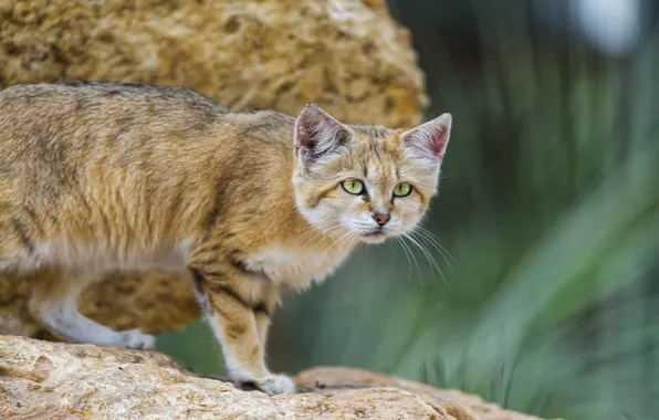 Кошка, песчаный кот, ©Tambako The Jaguar, барханная кошка