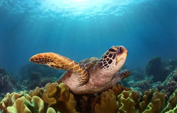 Море, свет, океан, черепаха, под водой
