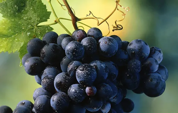 Капли, лист, виноград, гроздь