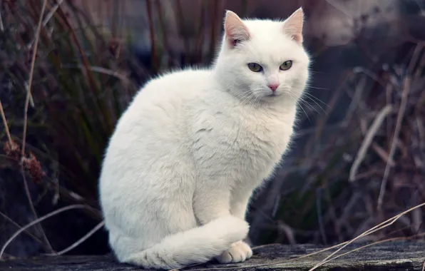 Картинка кошка, белый, трава, кот, боке