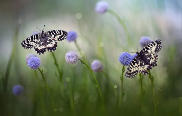 Картинка трава, макро, бабочки, цветы, природа, пара, боке, Roberto Aldrovandi