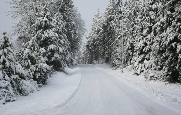 Road, trees, Snow, winter