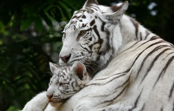 Белый, тигр, малыш, мама