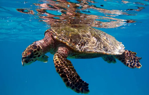 Море, вода, морская черепаха