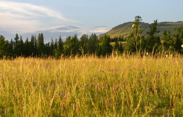 Картинка поле, трава, горный