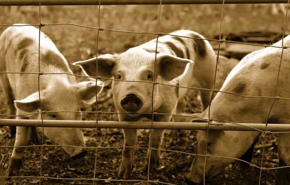 Картинка фон, забор, свинья
