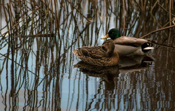Grass, water, lake, couple, reflection, wildlife, ducks, vegetation