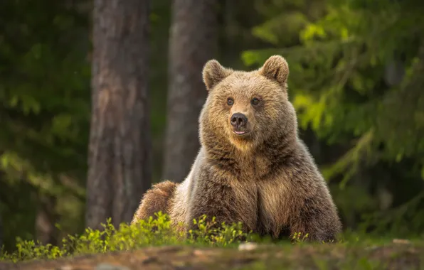 Лес, медведь, медведица