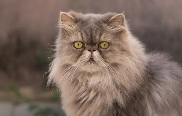 Кот, взгляд, пушистый, персидская кошка