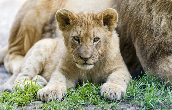Картинка трава, взгляд, детёныш, котёнок, львёнок, ©Tambako The Jaguar