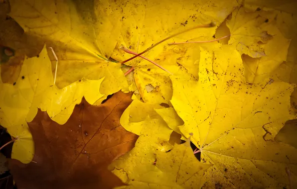 Осень, листья, жёлтый, клён