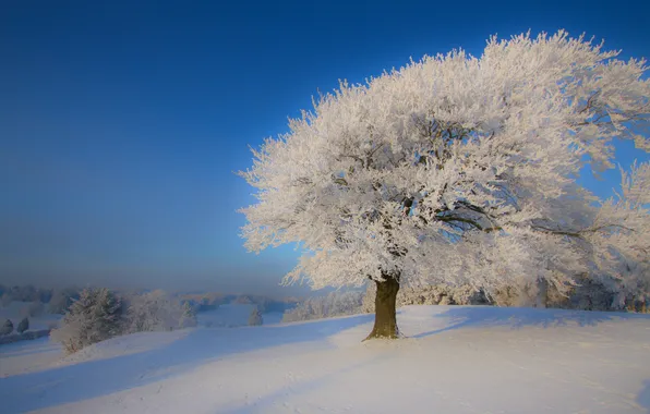 Зима, иней, снег, природа, дерево