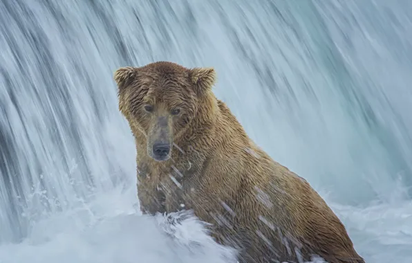 Картинка водопад, медведь, Аляска, купание, Alaska, Katmai National Park, Национальный парк Катмай, Brooks Falls