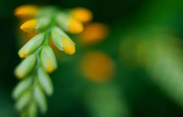 Зелень, цветок, Crocosmia